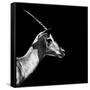 Safari Profile Collection - Antelope Impala Black Edition III-Philippe Hugonnard-Framed Stretched Canvas