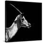 Safari Profile Collection - Antelope Impala Black Edition III-Philippe Hugonnard-Stretched Canvas