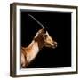 Safari Profile Collection - Antelope Impala Black Edition IV-Philippe Hugonnard-Framed Photographic Print