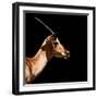 Safari Profile Collection - Antelope Impala Black Edition IV-Philippe Hugonnard-Framed Photographic Print