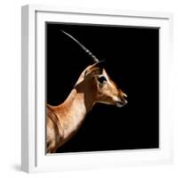 Safari Profile Collection - Antelope Impala Black Edition IV-Philippe Hugonnard-Framed Photographic Print