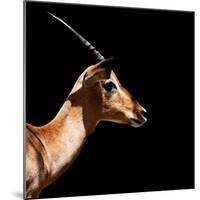 Safari Profile Collection - Antelope Impala Black Edition IV-Philippe Hugonnard-Mounted Photographic Print