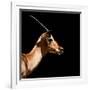 Safari Profile Collection - Antelope Impala Black Edition IV-Philippe Hugonnard-Framed Photographic Print