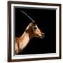 Safari Profile Collection - Antelope Impala Black Edition IV-Philippe Hugonnard-Framed Photographic Print