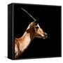 Safari Profile Collection - Antelope Impala Black Edition IV-Philippe Hugonnard-Framed Stretched Canvas