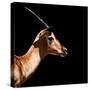 Safari Profile Collection - Antelope Impala Black Edition IV-Philippe Hugonnard-Stretched Canvas