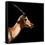 Safari Profile Collection - Antelope Impala Black Edition IV-Philippe Hugonnard-Framed Stretched Canvas