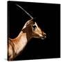 Safari Profile Collection - Antelope Impala Black Edition IV-Philippe Hugonnard-Stretched Canvas