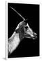 Safari Profile Collection - Antelope Impala Black Edition V-Philippe Hugonnard-Framed Photographic Print