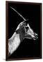 Safari Profile Collection - Antelope Impala Black Edition V-Philippe Hugonnard-Framed Photographic Print