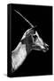 Safari Profile Collection - Antelope Impala Black Edition V-Philippe Hugonnard-Framed Stretched Canvas