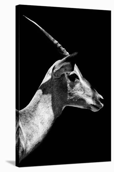 Safari Profile Collection - Antelope Impala Black Edition V-Philippe Hugonnard-Stretched Canvas