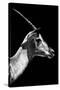 Safari Profile Collection - Antelope Impala Black Edition V-Philippe Hugonnard-Stretched Canvas