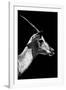 Safari Profile Collection - Antelope Impala Black Edition V-Philippe Hugonnard-Framed Photographic Print