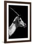 Safari Profile Collection - Antelope Impala Black Edition V-Philippe Hugonnard-Framed Photographic Print