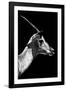 Safari Profile Collection - Antelope Impala Black Edition V-Philippe Hugonnard-Framed Photographic Print