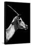 Safari Profile Collection - Antelope Impala Black Edition V-Philippe Hugonnard-Framed Stretched Canvas