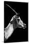 Safari Profile Collection - Antelope Impala Black Edition V-Philippe Hugonnard-Stretched Canvas