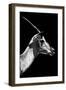 Safari Profile Collection - Antelope Impala Black Edition V-Philippe Hugonnard-Framed Photographic Print