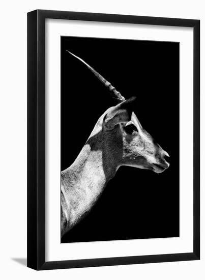 Safari Profile Collection - Antelope Impala Black Edition V-Philippe Hugonnard-Framed Photographic Print