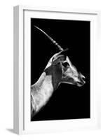 Safari Profile Collection - Antelope Impala Black Edition V-Philippe Hugonnard-Framed Photographic Print