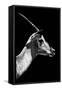 Safari Profile Collection - Antelope Impala Black Edition V-Philippe Hugonnard-Framed Stretched Canvas