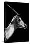 Safari Profile Collection - Antelope Impala Black Edition V-Philippe Hugonnard-Stretched Canvas