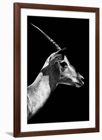 Safari Profile Collection - Antelope Impala Black Edition V-Philippe Hugonnard-Framed Photographic Print