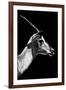 Safari Profile Collection - Antelope Impala Black Edition V-Philippe Hugonnard-Framed Photographic Print