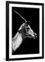 Safari Profile Collection - Antelope Impala Black Edition V-Philippe Hugonnard-Framed Photographic Print