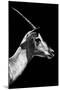 Safari Profile Collection - Antelope Impala Black Edition V-Philippe Hugonnard-Mounted Photographic Print