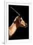 Safari Profile Collection - Antelope Impala Black Edition VI-Philippe Hugonnard-Framed Photographic Print