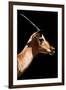 Safari Profile Collection - Antelope Impala Black Edition VI-Philippe Hugonnard-Framed Photographic Print
