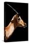 Safari Profile Collection - Antelope Impala Black Edition VI-Philippe Hugonnard-Stretched Canvas