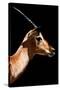 Safari Profile Collection - Antelope Impala Black Edition VI-Philippe Hugonnard-Stretched Canvas