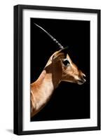 Safari Profile Collection - Antelope Impala Black Edition VI-Philippe Hugonnard-Framed Photographic Print