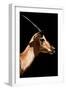 Safari Profile Collection - Antelope Impala Black Edition VI-Philippe Hugonnard-Framed Photographic Print