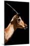 Safari Profile Collection - Antelope Impala Black Edition VI-Philippe Hugonnard-Mounted Photographic Print