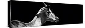 Safari Profile Collection - Antelope Impala Black Edition VII-Philippe Hugonnard-Stretched Canvas