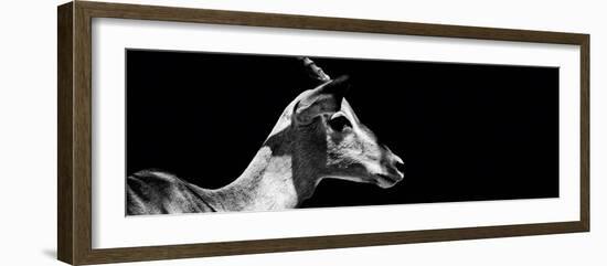 Safari Profile Collection - Antelope Impala Black Edition VII-Philippe Hugonnard-Framed Photographic Print