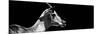 Safari Profile Collection - Antelope Impala Black Edition VII-Philippe Hugonnard-Mounted Photographic Print