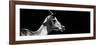 Safari Profile Collection - Antelope Impala Black Edition VII-Philippe Hugonnard-Framed Photographic Print