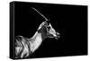 Safari Profile Collection - Antelope Impala Black Edition-Philippe Hugonnard-Framed Stretched Canvas