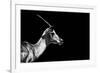 Safari Profile Collection - Antelope Impala Black Edition-Philippe Hugonnard-Framed Photographic Print