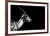 Safari Profile Collection - Antelope Impala Black Edition-Philippe Hugonnard-Framed Photographic Print