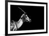 Safari Profile Collection - Antelope Impala Black Edition-Philippe Hugonnard-Framed Photographic Print