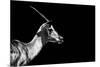 Safari Profile Collection - Antelope Impala Black Edition-Philippe Hugonnard-Mounted Photographic Print