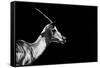 Safari Profile Collection - Antelope Impala Black Edition-Philippe Hugonnard-Framed Stretched Canvas