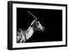 Safari Profile Collection - Antelope Impala Black Edition-Philippe Hugonnard-Framed Photographic Print