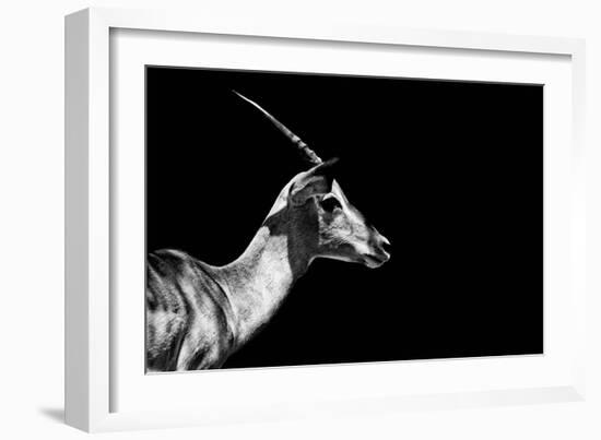 Safari Profile Collection - Antelope Impala Black Edition-Philippe Hugonnard-Framed Photographic Print